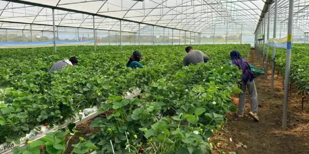 Serik’te kurduğu tesiste üretime başladı: Avrupa ve Asya ülkeleri kasa kasa alıyor 1